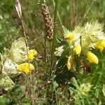 Rhinanthus glacialisFlower