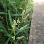 Phalaris arundinacea Cvet