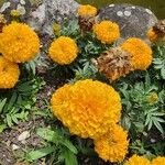 Tagetes erecta Virág