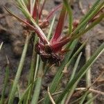 Juncus bulbosus Ovoce