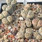 Lithops karasmontana Leaf