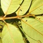 Vochysia ferruginea Leaf