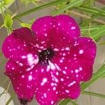 Petunia x atkinsiana Flors