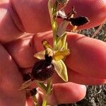 Ophrys sphegodesFlower