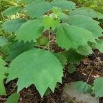 Boehmeria platanifolia Leaf