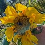 Helianthus annuusFlower