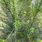 Taxus canadensis 葉