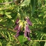 Mucuna pruriens Flower