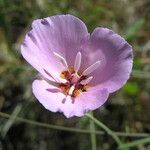 Calochortus palmeri Flower