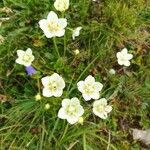 Parnassia palustrisBlüte