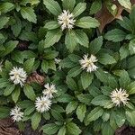 Pachysandra terminalis Habit