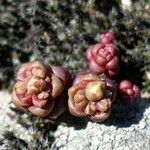 Sedum andegavense 花