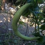 Trichosanthes cucumerina Frucht