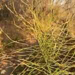 Equisetum pratense Лист