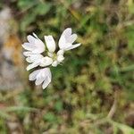 Allium massaessylum Flower