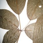Handroanthus serratifolius Altul/Alta