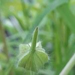 Geranium mascatense Frutto