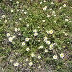 Anthemis secundiramea Habitus