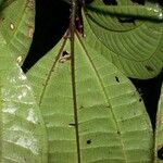 Miconia gracilis Leaf