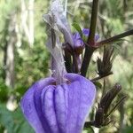 Brillantaisia owariensis Flower
