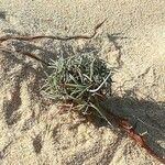 Plantago crassifolia Hoja