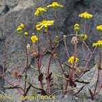 Senecio transiens Tervik taim