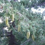Pseudotsuga macrocarpa Yeri