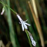 Lobelia dortmanna Sonstige