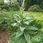 Verbascum phlomoides ശീലം