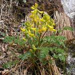 Corydalis sikkimensis Vivejo