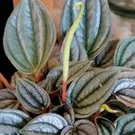 Peperomia albovittata പുഷ്പം