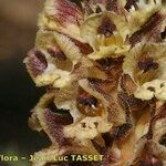 Orobanche reticulata Цветок