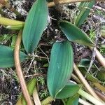 Orontium aquaticum Leaf