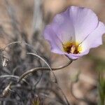 Calochortus flexuosus Blodyn