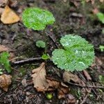 Tellima grandiflora পাতা