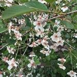 Prunus cerasus फूल
