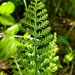 Asplenium rutifolium Liść