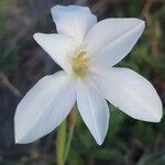 Gladiolus candidus Flower