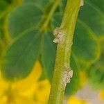 Senna surattensis Corteza