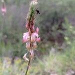 Onobrychis supina Flower