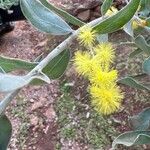 Acacia podalyriifolia 花