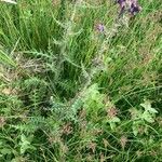 Cirsium palustre Habit