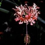 Hibiscus schizopetalus Blodyn