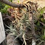 Tillandsia albida Leaf