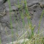 Equisetum ramosissimum Blad