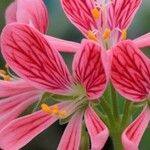 Pelargonium quarciticola Flower