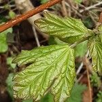 Acer opalus Ліст