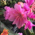 Lewisia longipetala ᱵᱟᱦᱟ