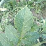 Urospermum dalechampii Leaf