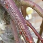 Salix discolor Corteza